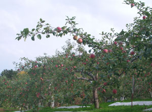 リンゴ園.jpg