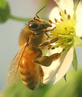 ミツバチ　１.jpg
