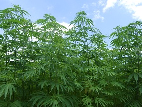 asabu-hemp-farm[1]